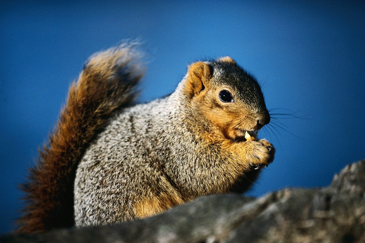 A real life squirrel perspective from the campus of the University of South Dakota.  But in no way officially reflects opinions or anything else of USD.