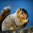 SquirrelsofUSD's profile image