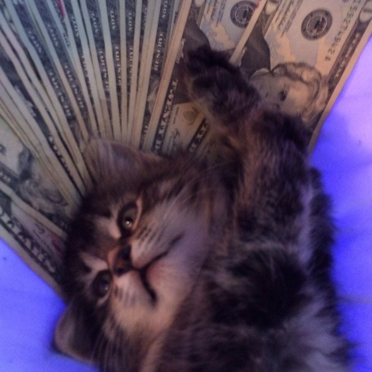 Dorm Cat (dorm_cat) Twitter