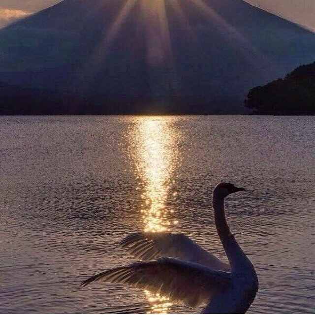 ro0oah_11's profile picture. 