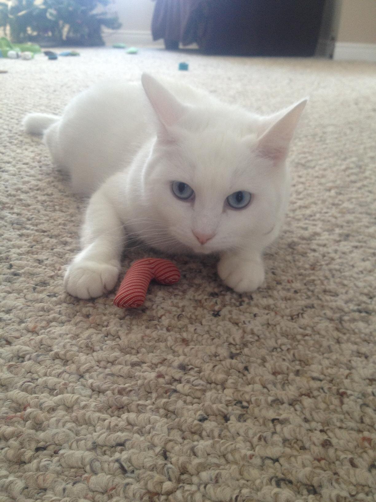 Zuzu_Hunter's profile picture. I'm pretty.  I like store bought pizza, fried chicken, Purina One Kitten Chow, and my catnip candy cane!