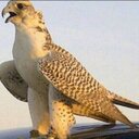 Abo Fahad (@11Rrff) Twitter