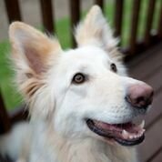 Hi everyone - my name's Harmony and I'm a white GSD.  I love chasing squirrels, chasing cats and eating food.  But I love my Mummy best of all.