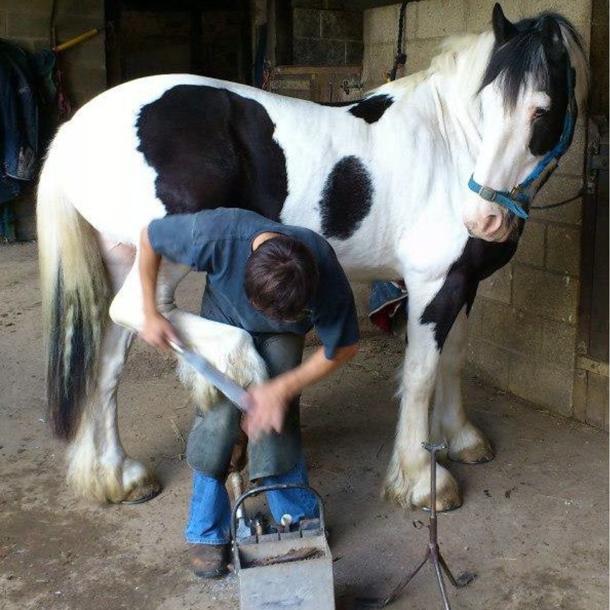 Currently travelling round the world working with other farriers and helping out with equine charities especially in Argentina.