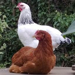 Feed and accessories for all types of poultry and waterfowl