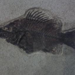 Lucky_Nicola's profile picture. Busy Mum