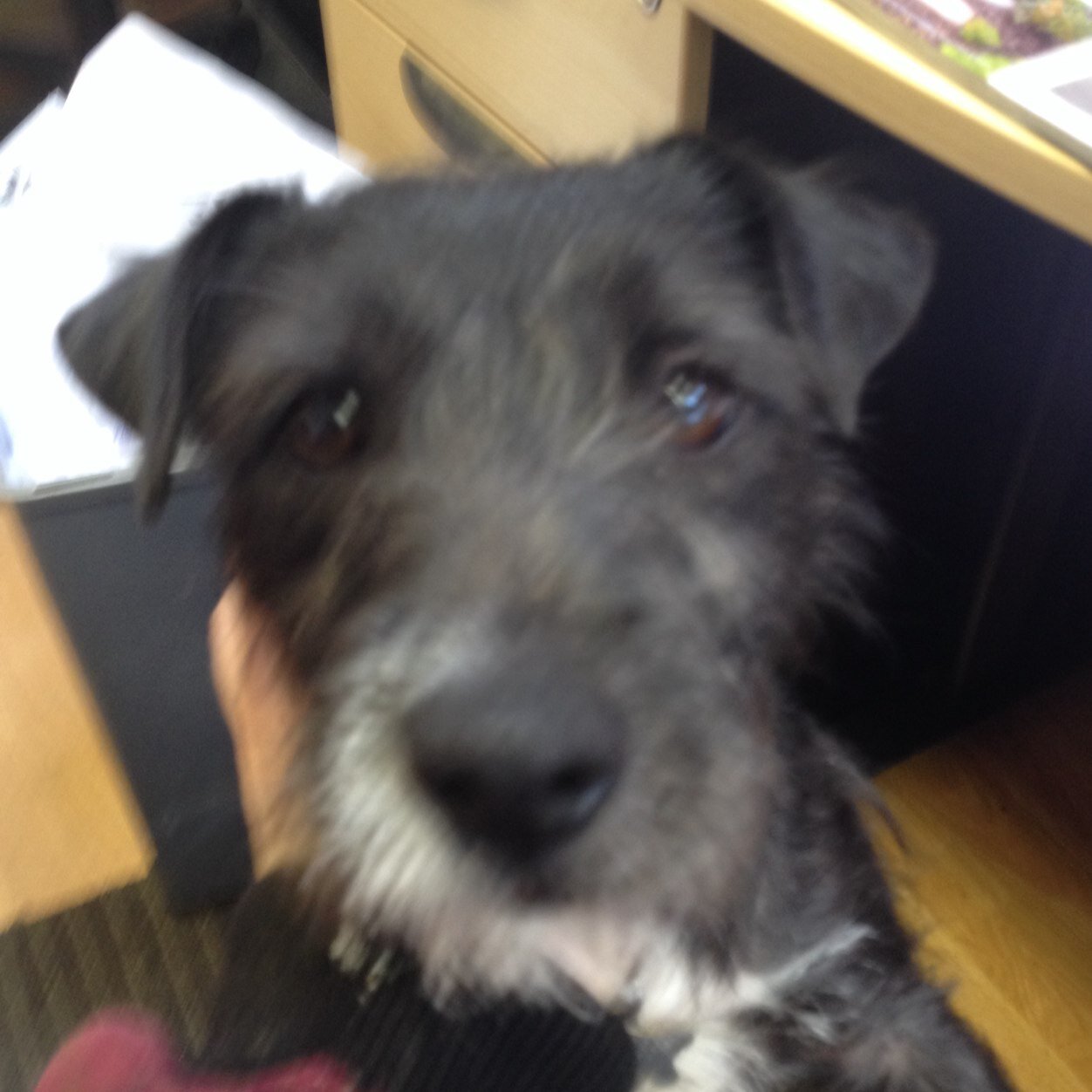 WooreWarrior1's profile picture. 