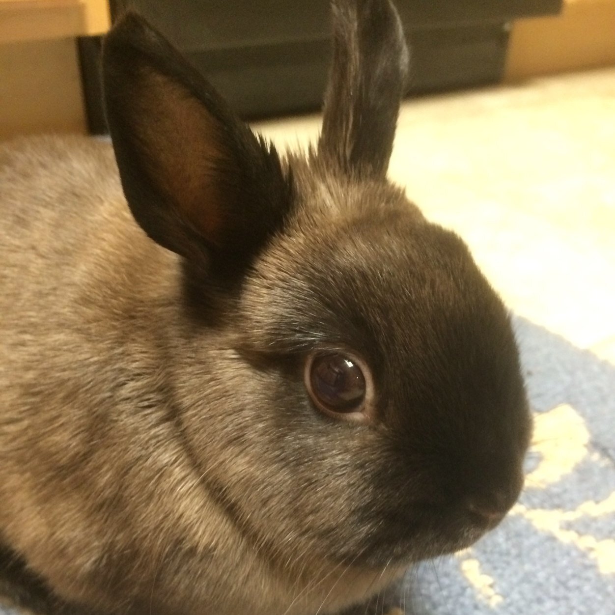 carrots excite me