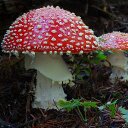 Theodore Snyder - @theochogokin - Twitter