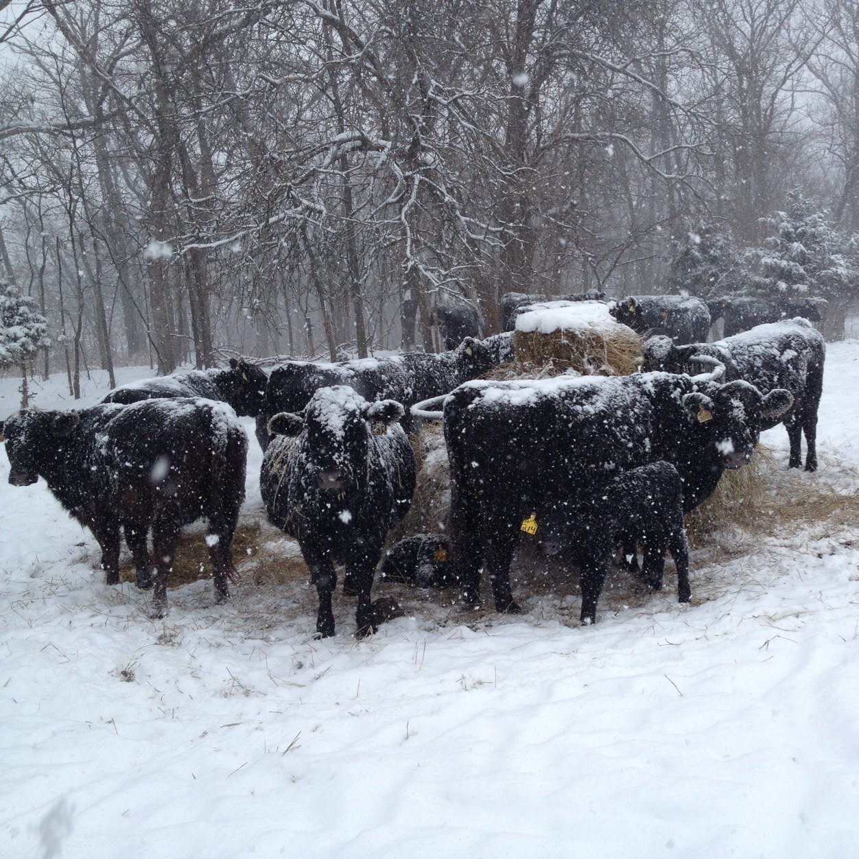 Dawn070979's profile picture. 