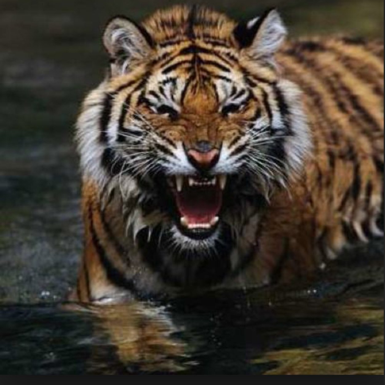 Satillo tigers!