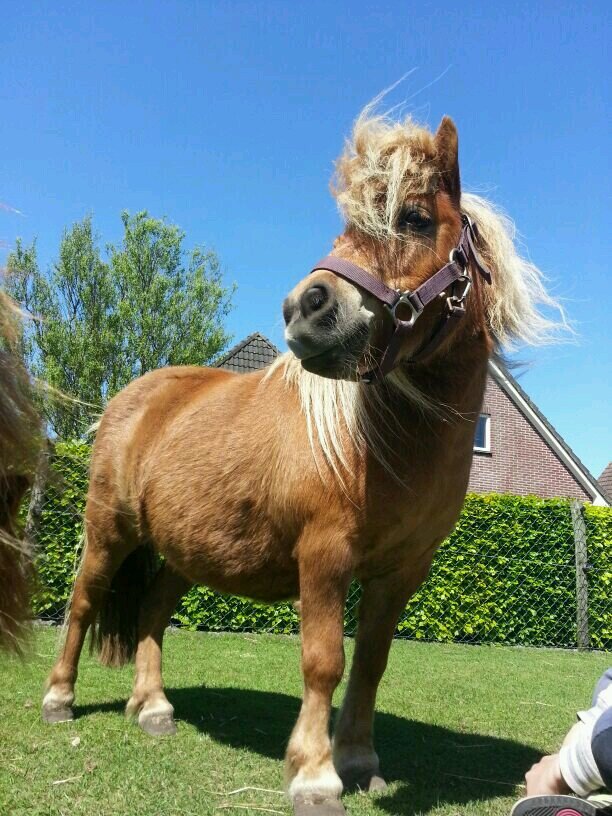 nieuw acc. hou jij van paarden ? maak de knop blauw !  leuke quizen en winacties ! op naar de 50 !