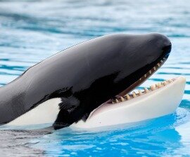 help save the captive killer whales and dolphins that dont have a voice. act now! life isnt fair for them stuck in a bath tub taken from their families