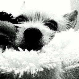 MrNorma's profile picture. Try something new tomorrow, try to finish something old today.