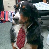 Gallimaufry of Whits (@ofwhits) Twitter profile photo