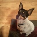 Susan Schauer - @schauersusan - Twitter