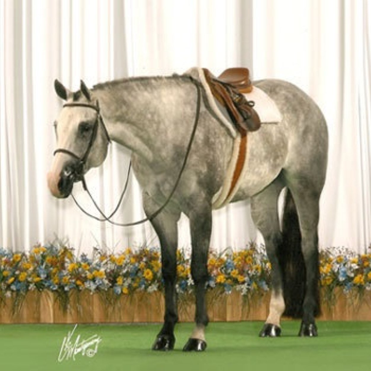Show Horse Life provides people interested in show horses with educational resources to help them make informed decisions about horse well-being.