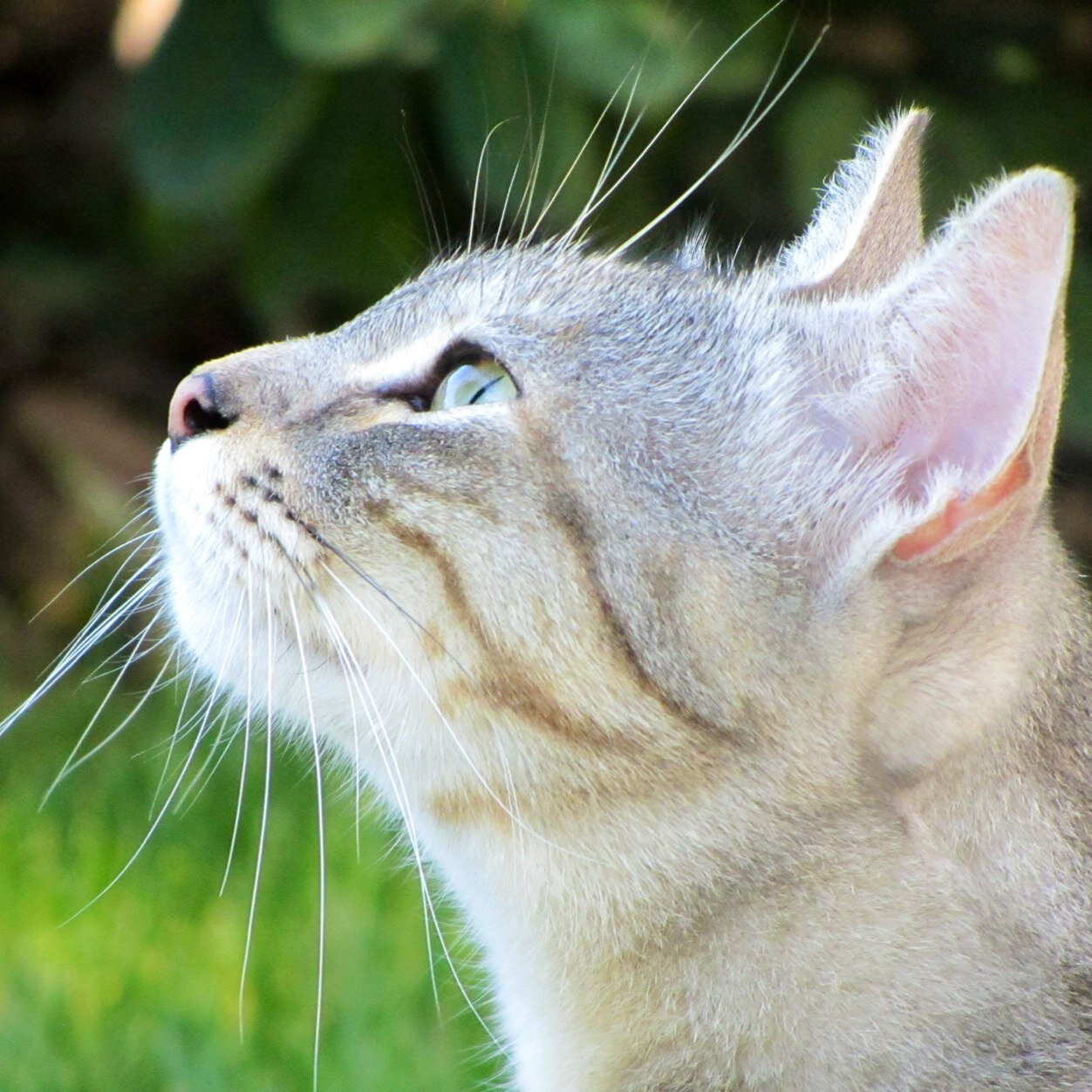 I have the heart and courage of a lion but the gentle and quiet demeanor a mouse.