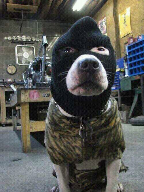 Si te gustan todos los animales este es tú sitio sígueme y te sigo