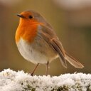 Robin Crew - @robin_crew - Twitter