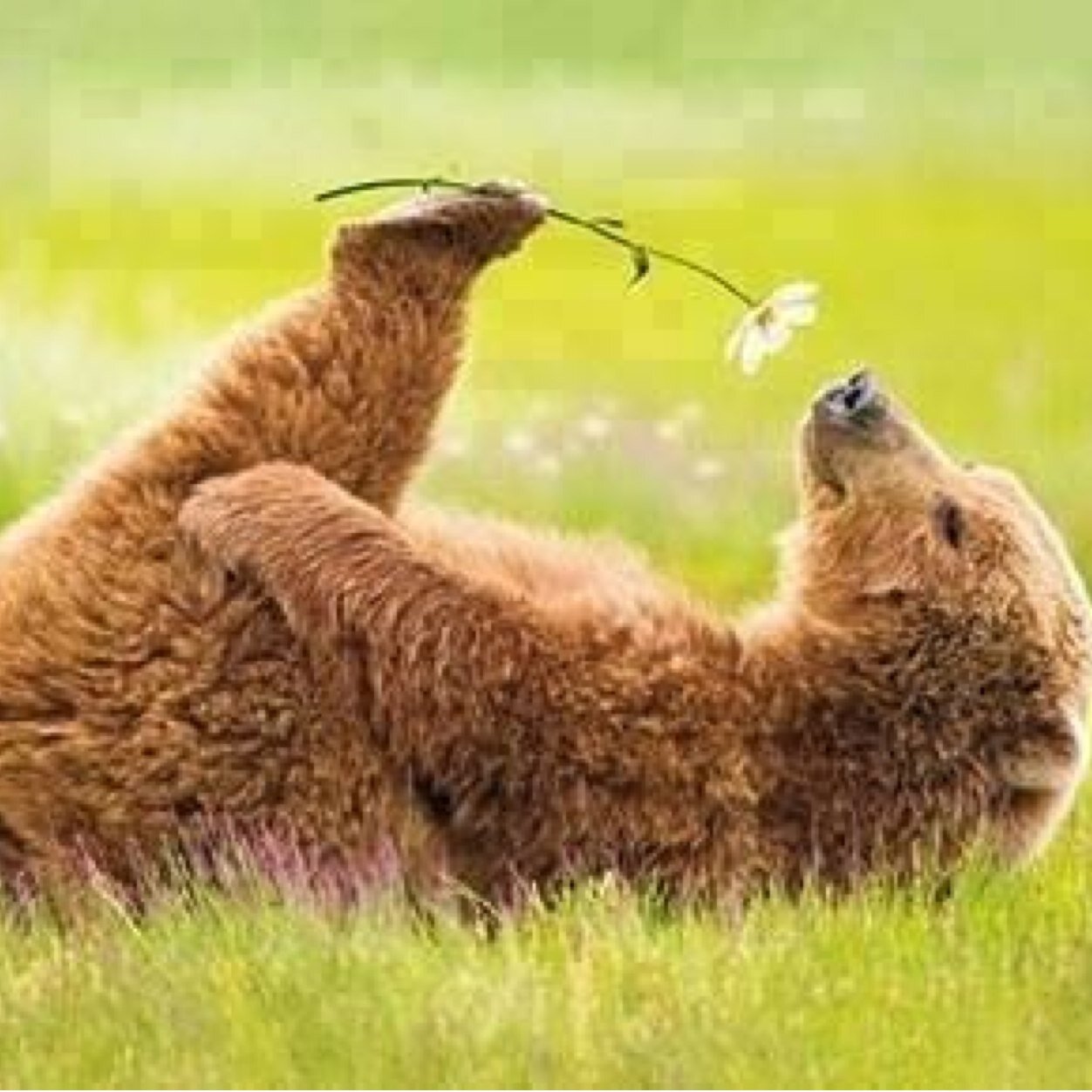 an average bear of Irish-French Canadian heritage