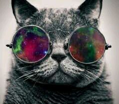 chillestcat's profile picture. keep it real