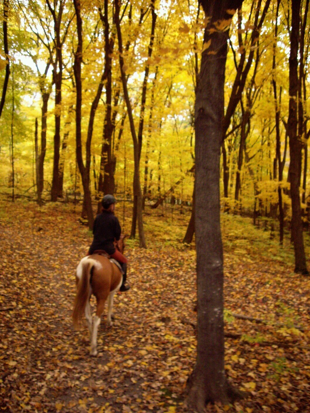TrailGuideProbs's profile picture. The harsh cold truth of being a working equestrian at a poor barn. Leading horseback trail rides is what I do. Don`t like it don't follow.