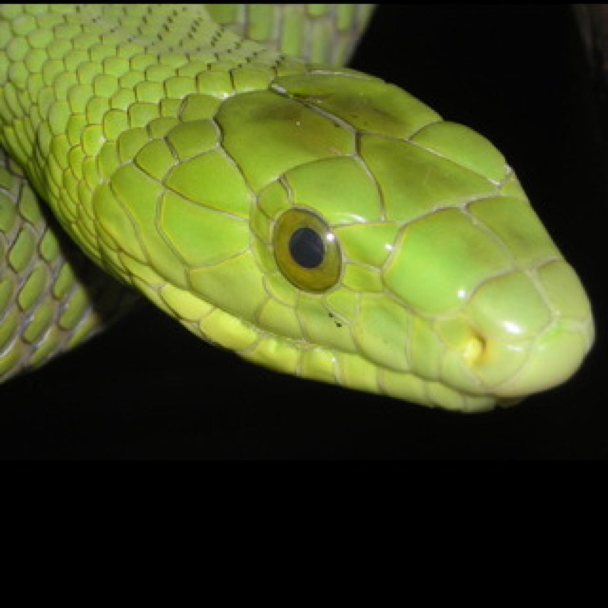 sham_vo_k's profile picture. 