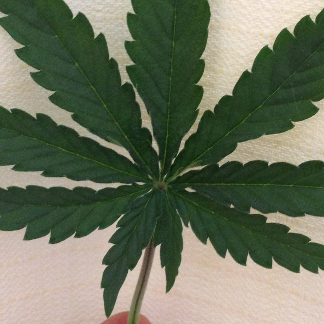 Aprende conmigo a crecer cannabis junto a tu cama de manera muy sencilla. Tips y recomendaciones para crecer esta maravillosa planta.
