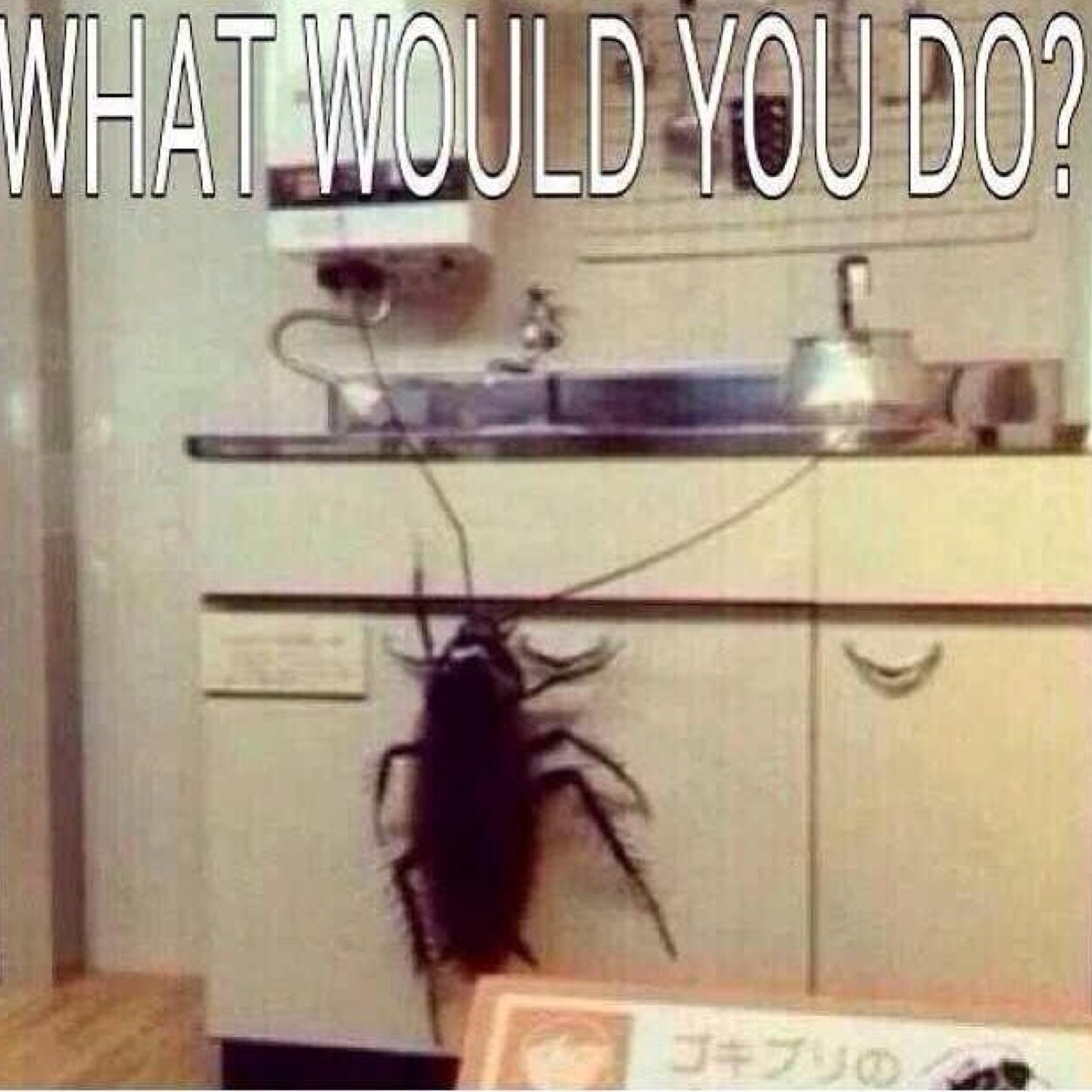 KevElGamer's profile picture. 