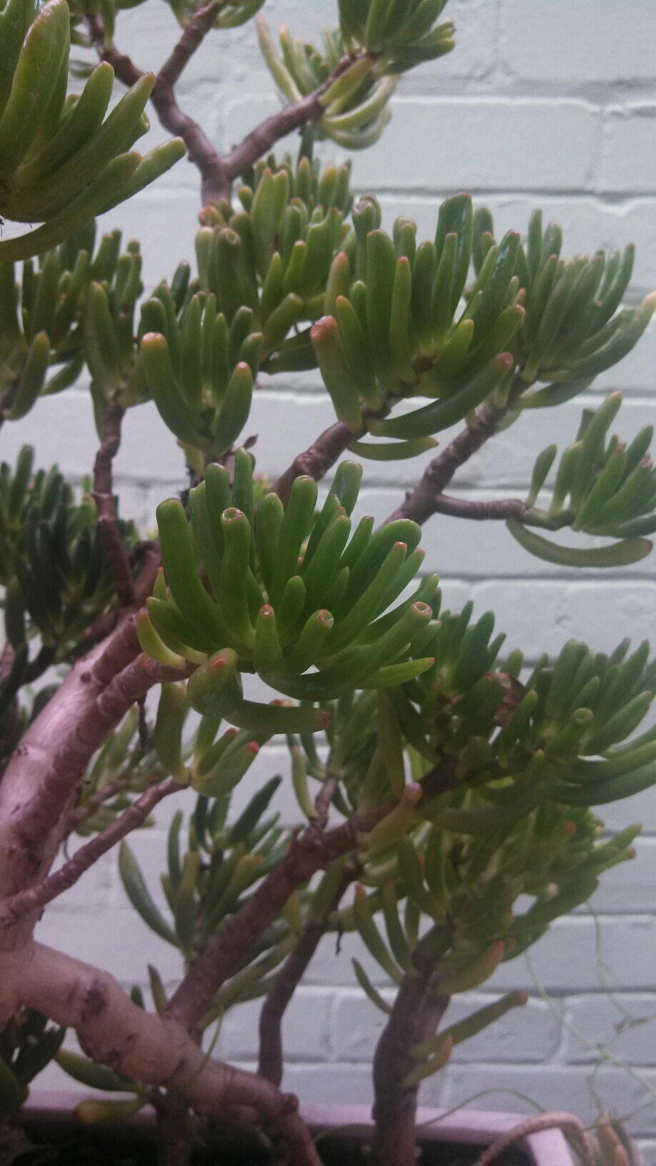 lacylikeswords's profile picture. 