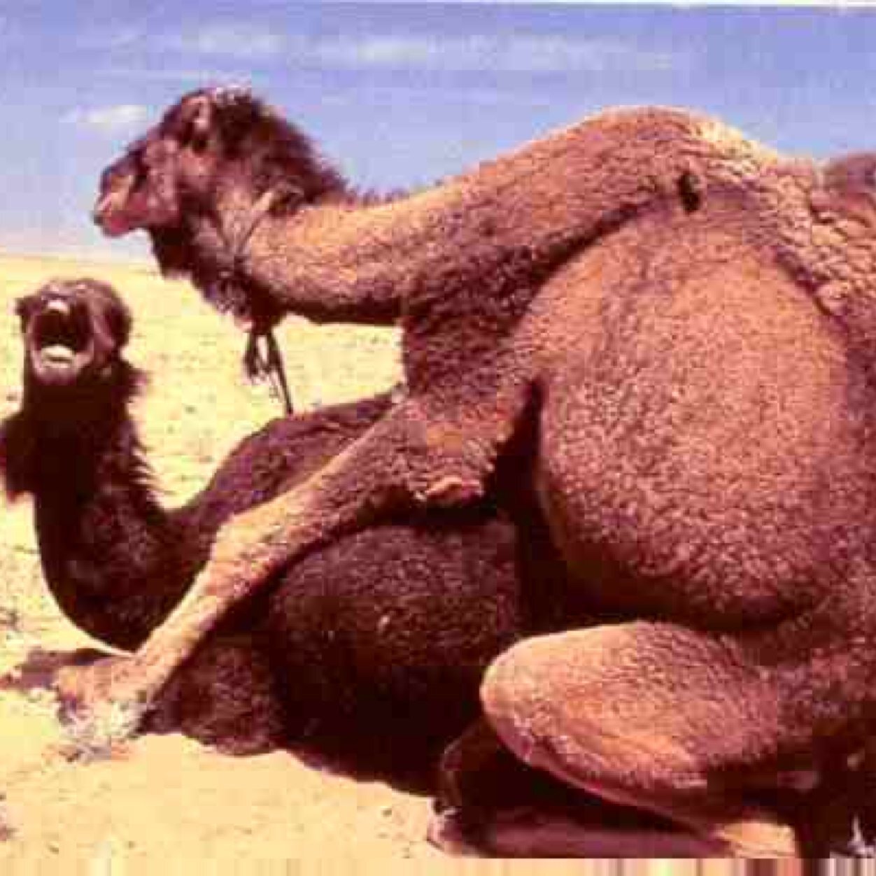 CU_LastNight's profile picture. This page is not affiliated with Campbell University.
http://t.co/Op4pVw1W32