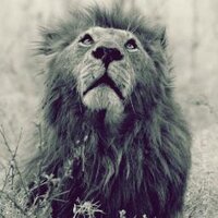 all hail leo (@aboutcewekleo) 's Twitter Profile