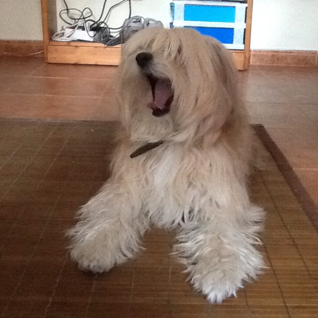 Psilocybin_23's profile picture. Primer any Enfermeria / Taekwondo is my life,she also is my life ;)) / Si estás deprimido,simplemente BAILA !! wiijijiji PEACE for everybody!!