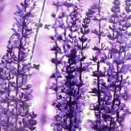 Erboristeria, cosmetici naturali, te e tisane, oli essenziali