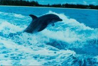 iwozniqda's profile picture. - Алло, это Internation World SMM digital group? - (шепотом) Да. - А почему шепотом? - Я на математике.