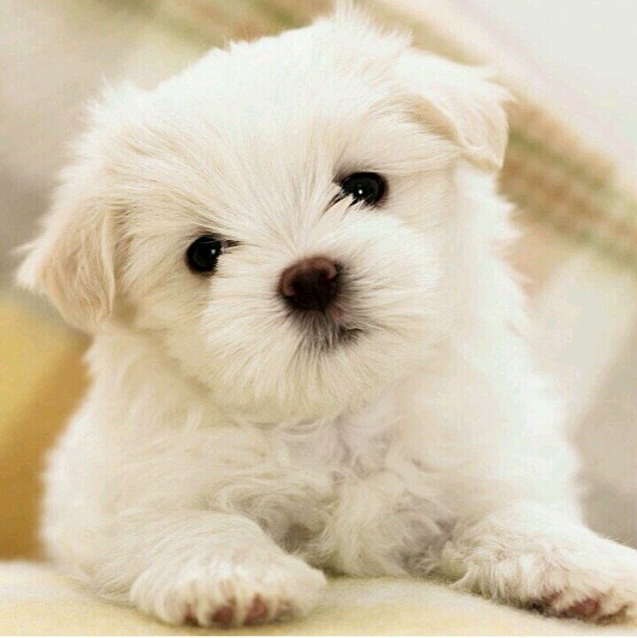 MoonChild101's profile picture. 줄리 || Hiphop Heart || Kpop Fan || HTC Elevate