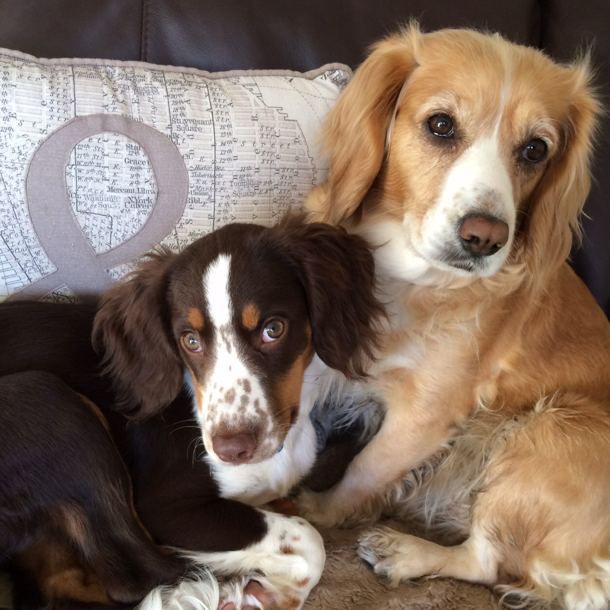 Dog Walking and pet sitting