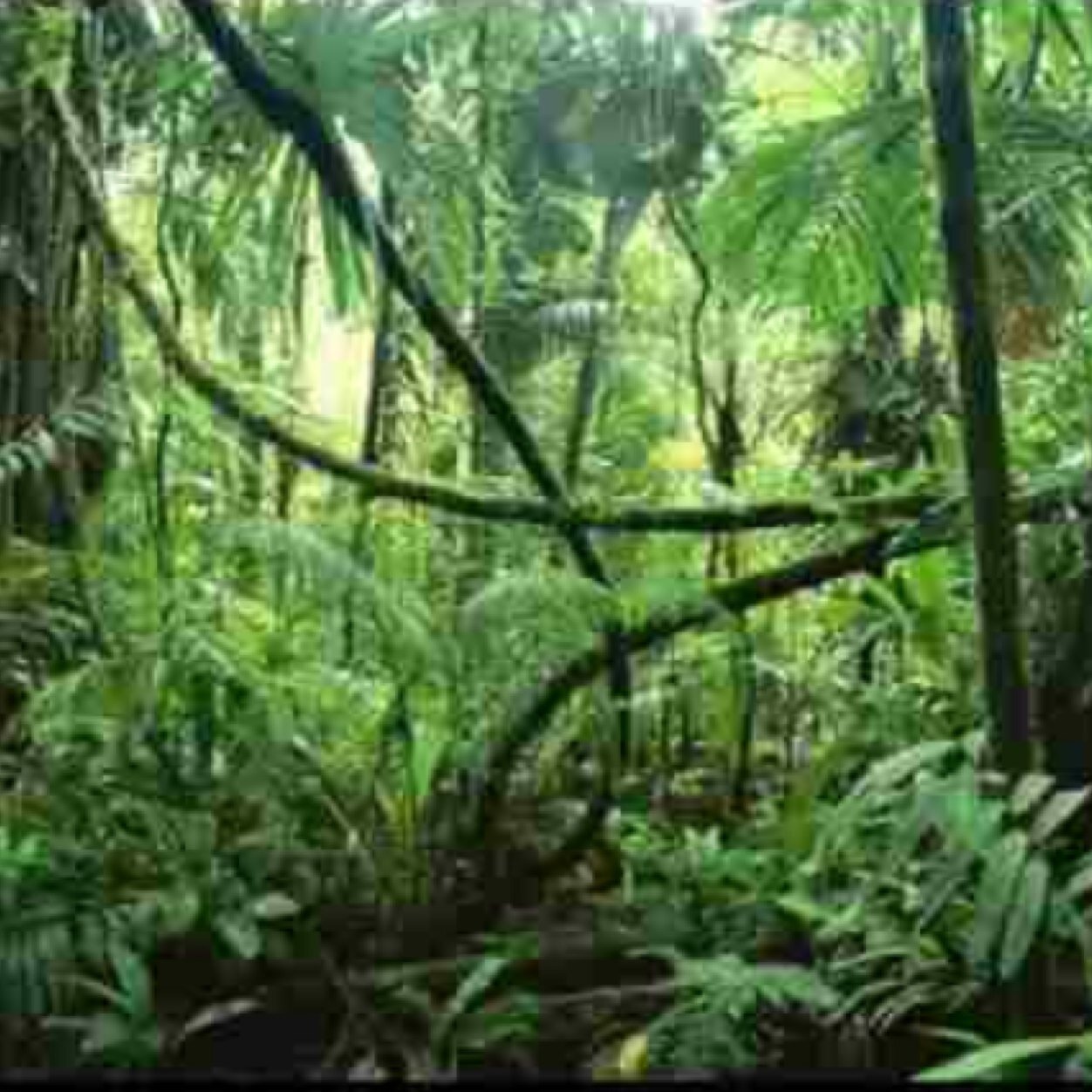 JungleMassiveeee