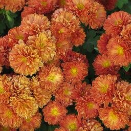 Darina22001's profile picture. 