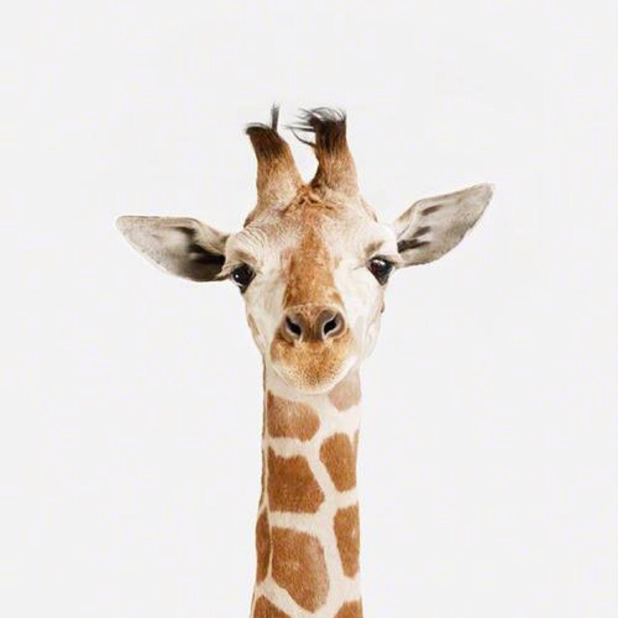 giraffe_sw Profile Picture