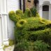 Privet clips (@hedgecutterman) Twitter profile photo