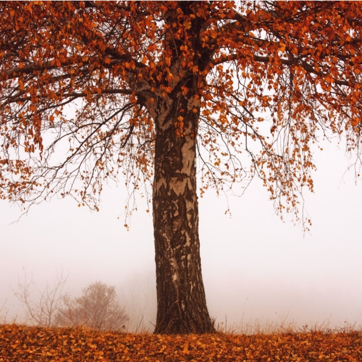 PensivePilgrim's profile picture. 