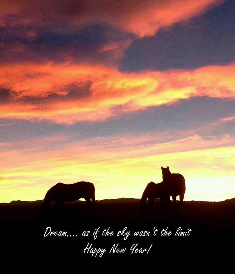 runninroan's profile picture. Horses that RUN, COLORS that don't!