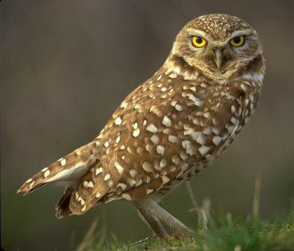 Furthering the protection of birds and, other wildlife and their habitats through science, education, advocacy, and conservation
