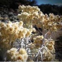 Edelweis19P's profile picture. Adventure - Backpacker - Mengambil Moment dalam keadaan terdesak lalu di jadikan Seni Gambar yang Eksotis - Sispala