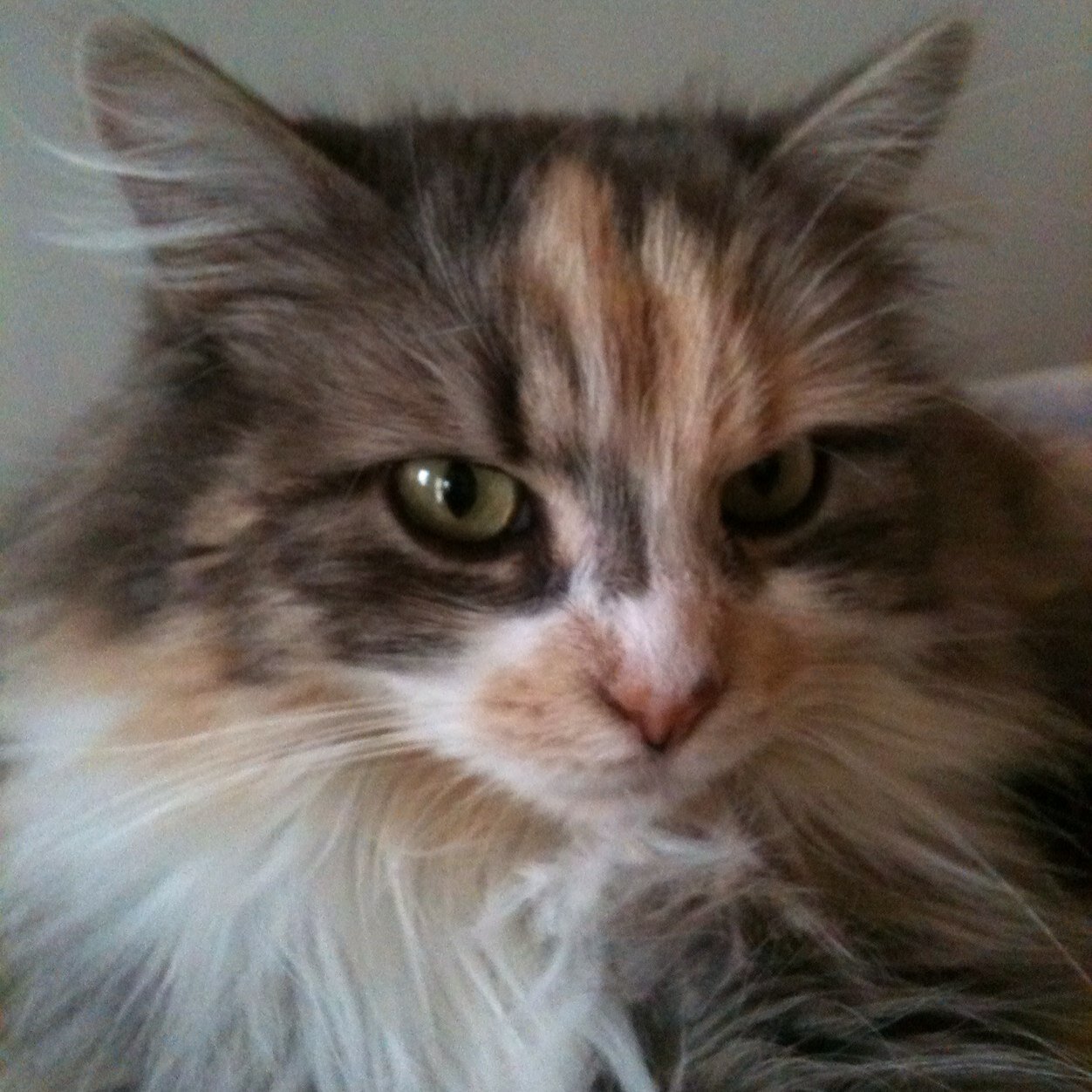 gridani2's profile picture. 