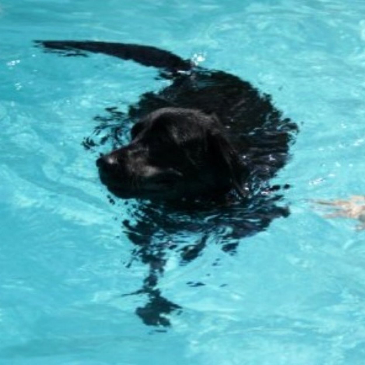 My goal in life is to be as good a person as my dog already thinks I am.-Unknown