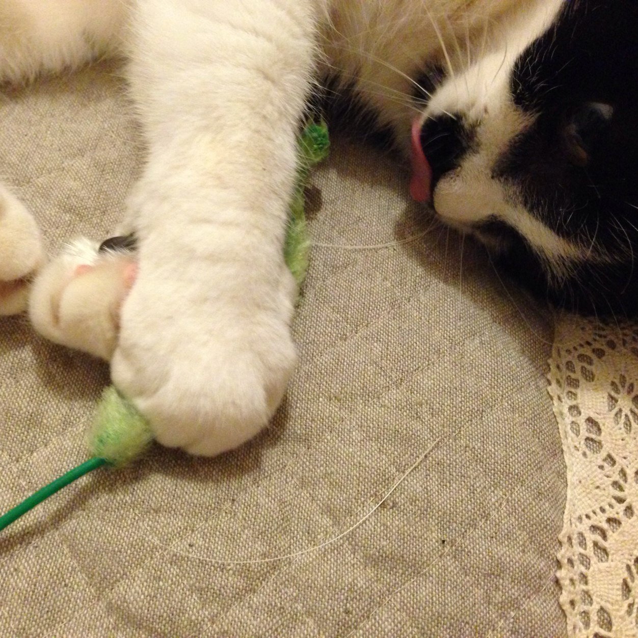 nini_plus's profile picture. にに(5歳♂)と生活  /すき：自然。宇宙。/ 殺処分がない国、生命を等しく尊い、護れる人類に。動物に尊厳の返却を望む/ 自然農法、東洋医学、量子、波動/ 絵と話の創作。手作り猫ご飯。AC練習中 /