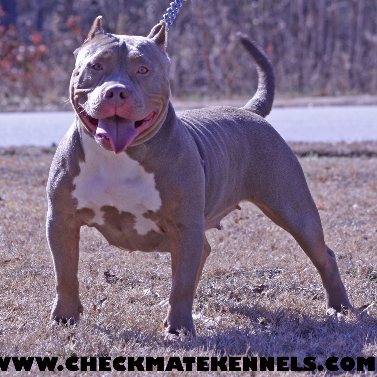CHECKMATEKENNELSNJ@YAHOO.COM
